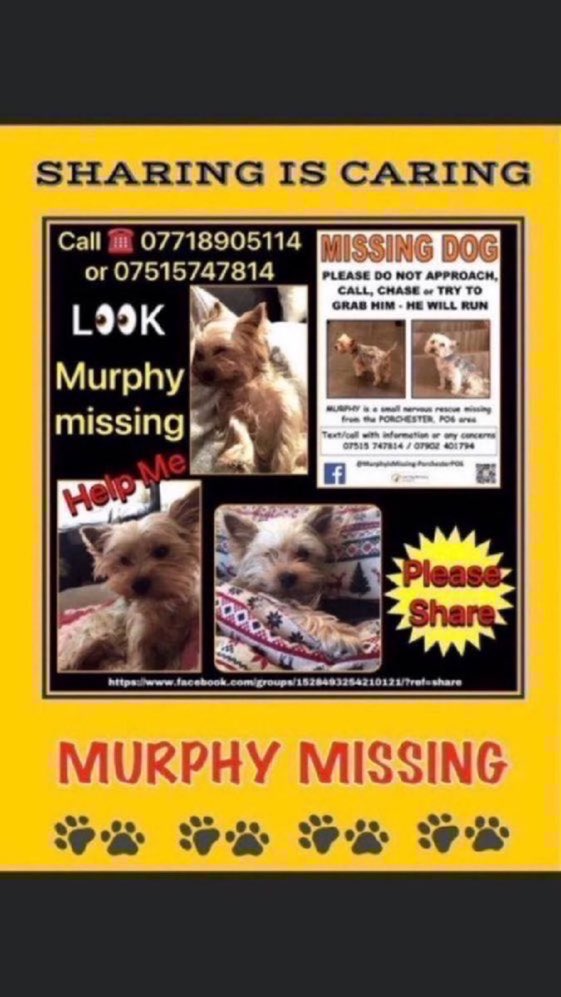 Little Murphy has been missing a year now from the Paulsgrove area, #Porchester #PO6 Have you seen this little lad? Has he been picked up? Do the right thing and help get him home where he belongs.🙏💕🐾Thanks🙏  #MissingDog #lostdogslive #YorkshireTerrier #stolendog #rehomehour