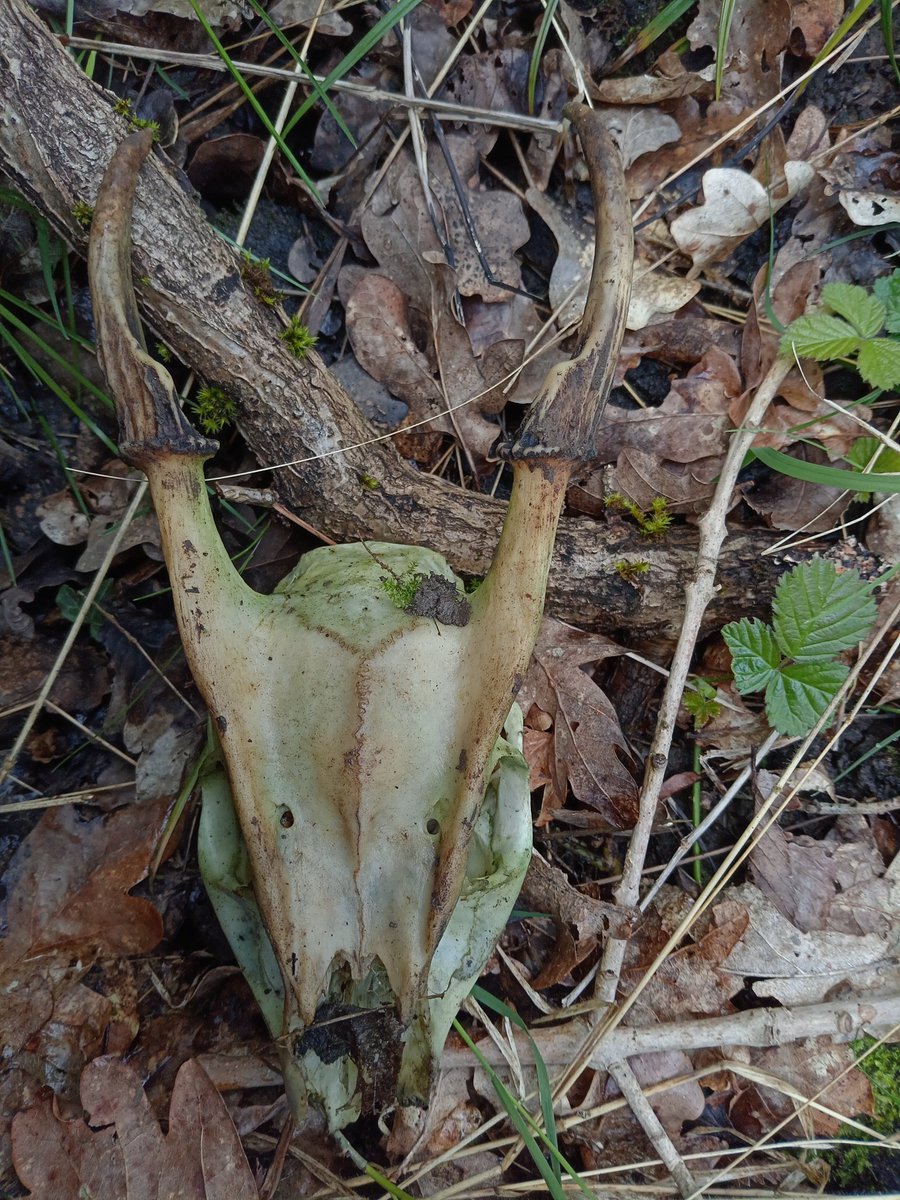 @BritishDeerSoc a nice unexpected find while antler hunting was this Muntjac buck skull. Northamptonshire