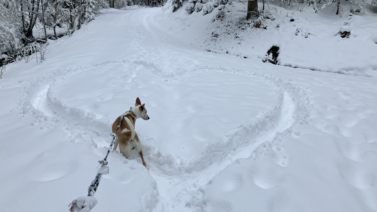 toblerlens's tweet photo. "Snow up to my knees, dogs bounding like bunnies in the snow! ❄️🐾 #WinterWonderland #BoundingBuddies"
#photograghy #snow #PhotographyIsArt #photographers #photo #pictures #picture #Switzerland #blackandwhitephotography #blackandwhite https://t.co/5R2UAKmdDf