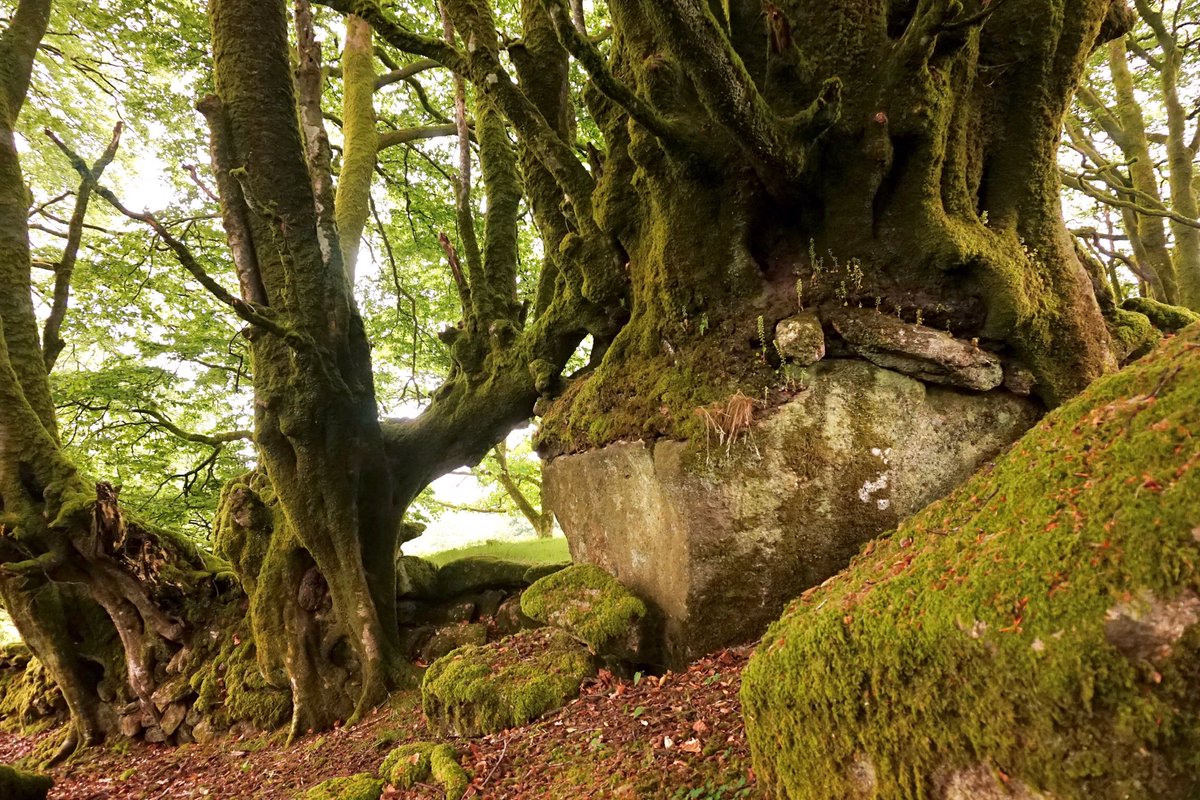 Beeches near Burrator last June #Dartmoor #Devon