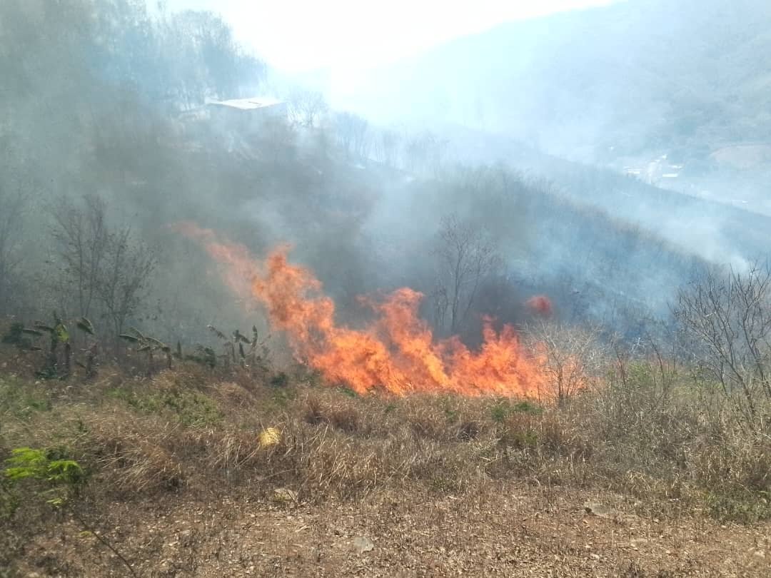 PCivil_Ve's tweet photo. #Entérate🗣 #GRUMAE de @Pcivil_Sucre_Ve acudieron al sector Las Margaritas, en la Pquia. San José de Areocuar, con el fin de proceder con el combate de Incendio de Vegetación suscitado en el área.
#JuntosPorLaVidayLaPaz
#VenezuelaEsDDHH https://t.co/cMtmucC4eE