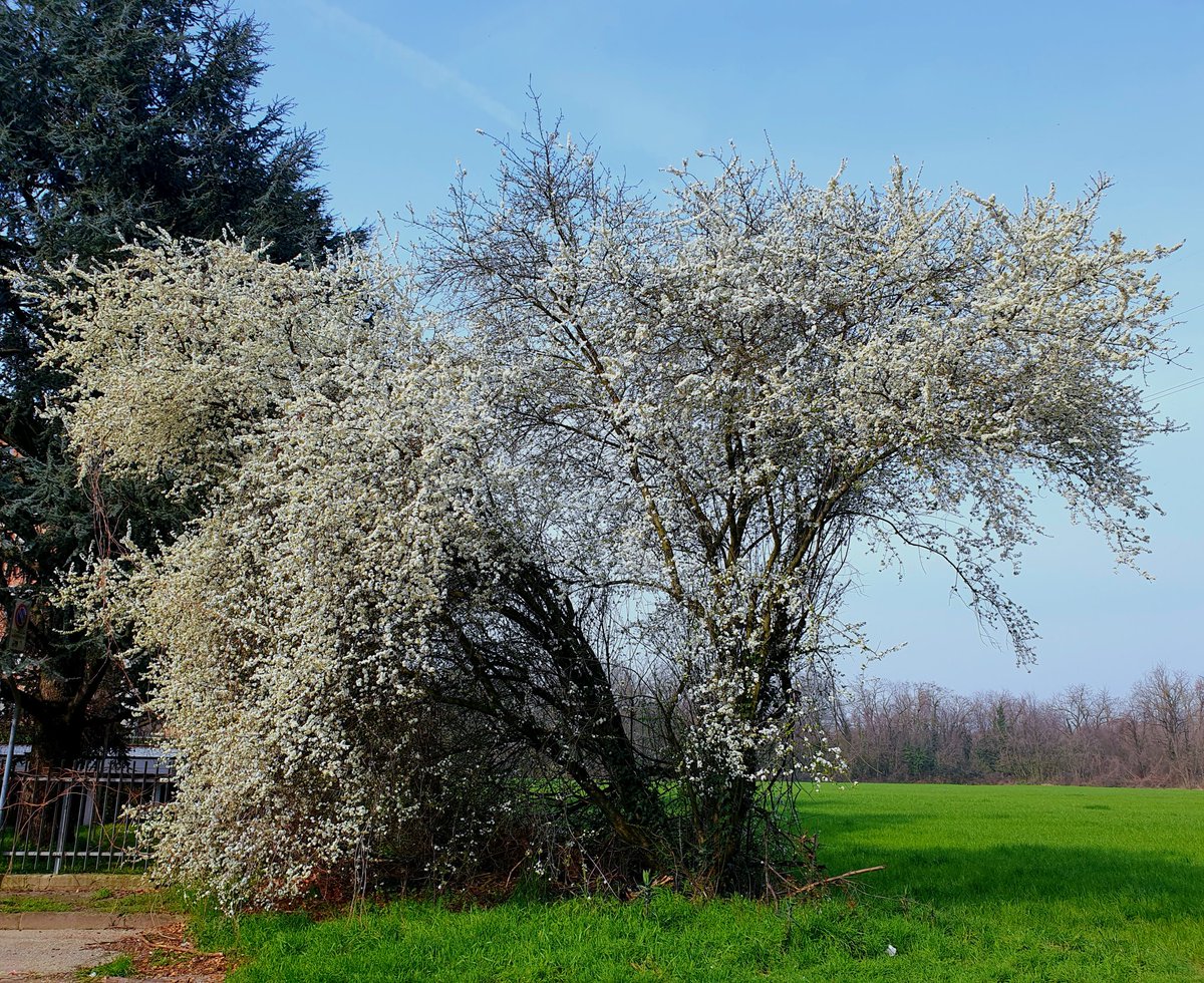 Un taglio nel bianco
fette di primavera
poggia il capo stanco
per riposare la sera

#CasaLettori @CasaLettori #scritturebrevi

#istantaneeDa Bollate, Milano #inLombardia

#ThePhotoHour