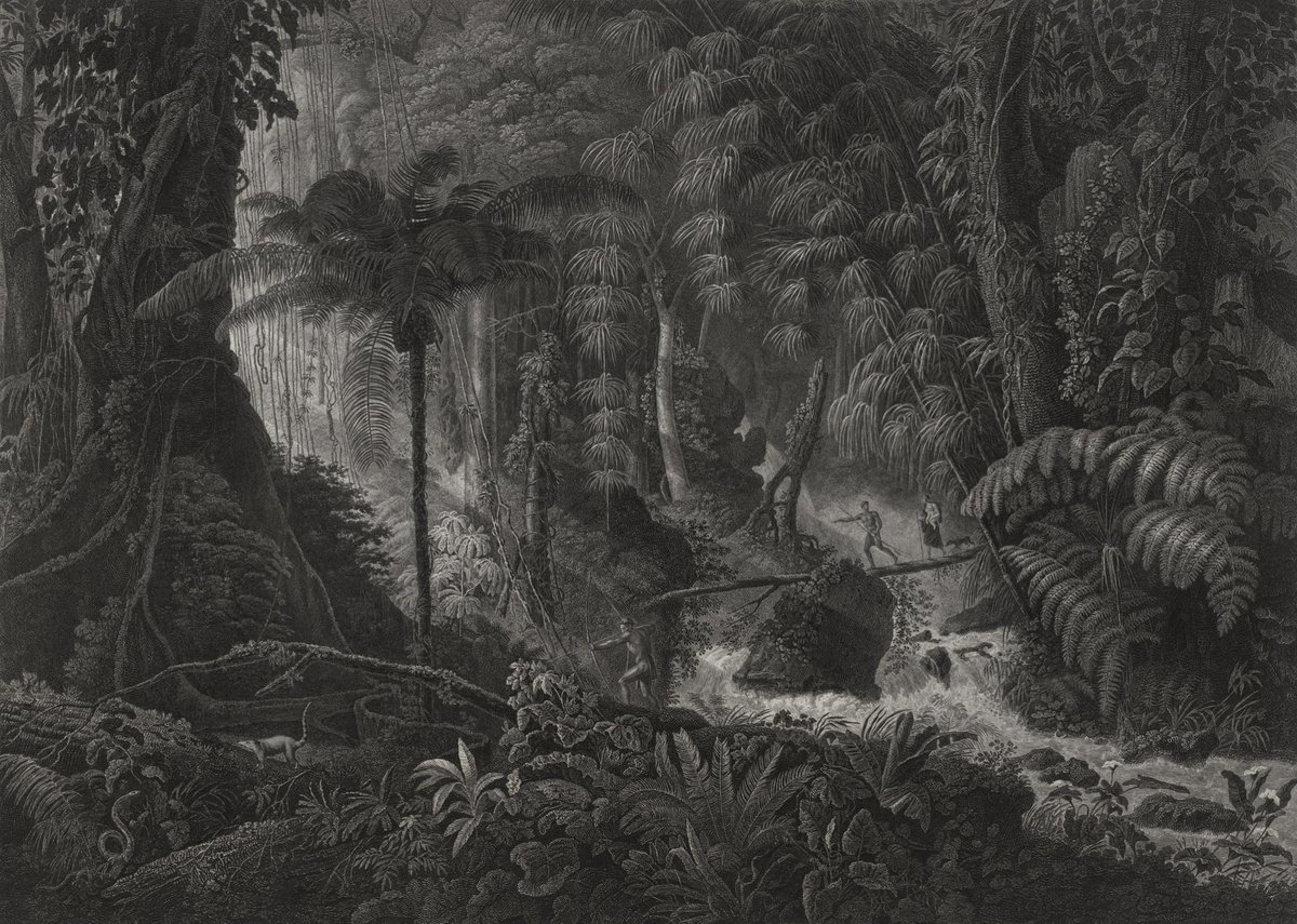 Floresta virgem do Brasil. Claude-François Fortier, 1822.
