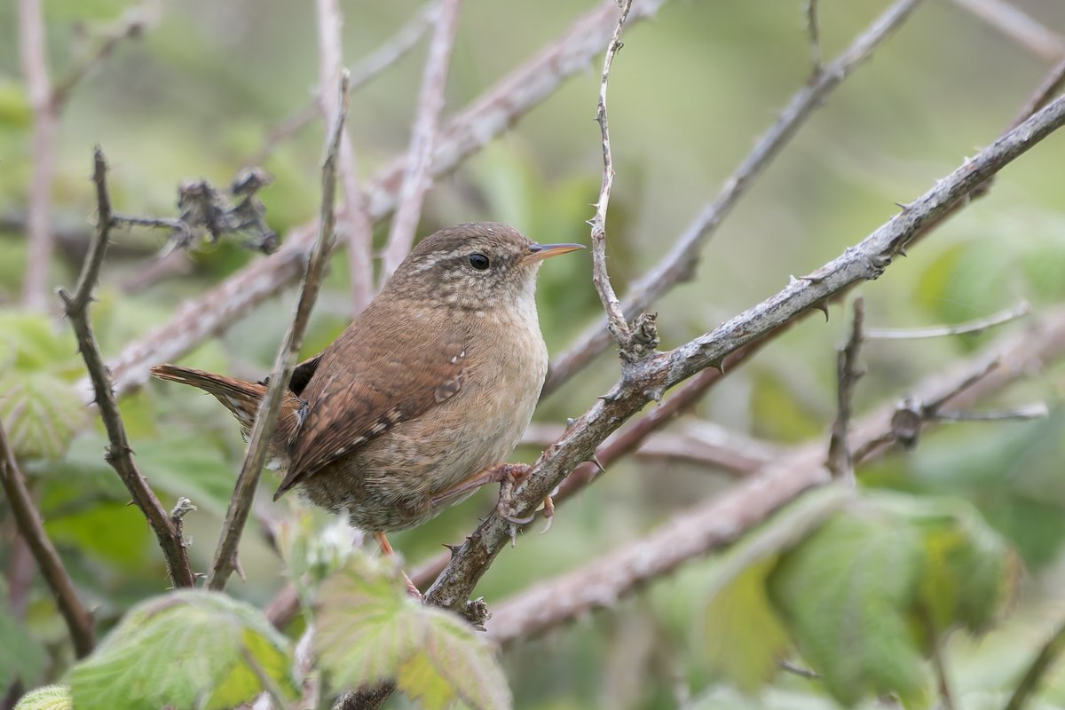 On a quick visit to Cardiff Bay Wetlands looking for Warblers, this Wren very obligingly popped up to entertain me. #WildCardiffHour