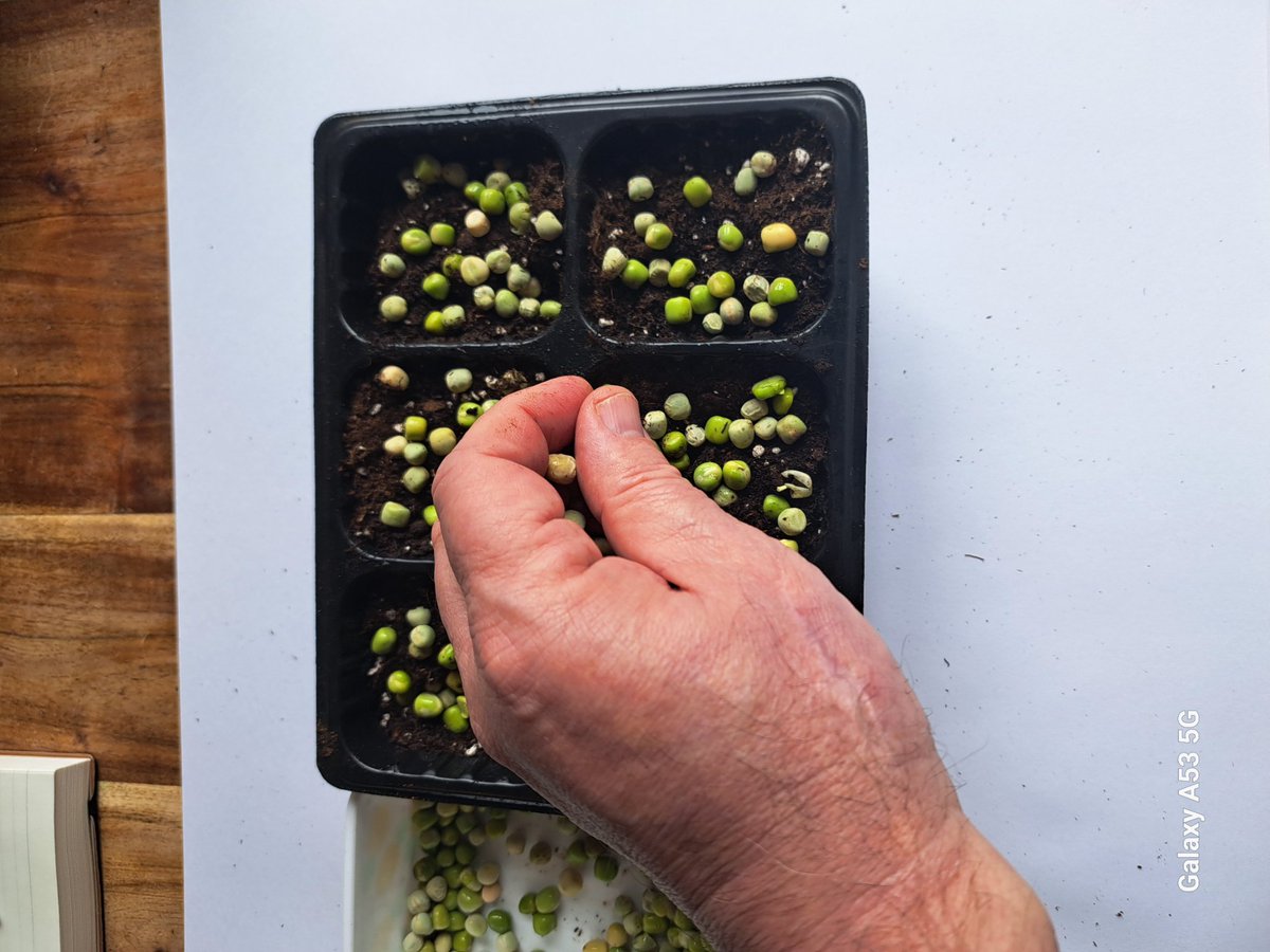 Sowing Microgreens Pea. Full of vitamins. Small but they really punch above their weight. EASY to grow. strawbaleveg.co.uk/simons-microgr… #vitamins #healthylifestyle #Microgreens