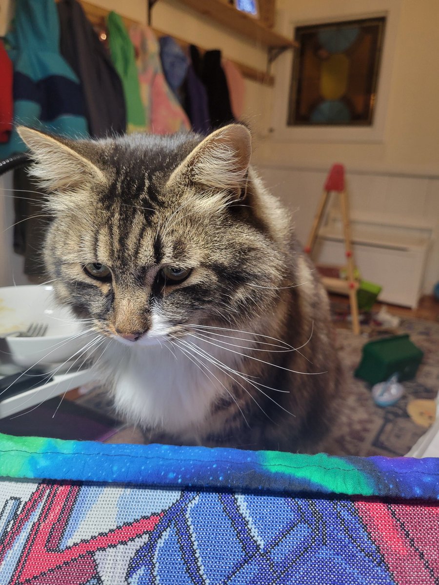 katydaqueen's tweet photo. Craft inspector. I see you are trying to cross stitch instead of pet me, human. https://t.co/W1IGOULSue