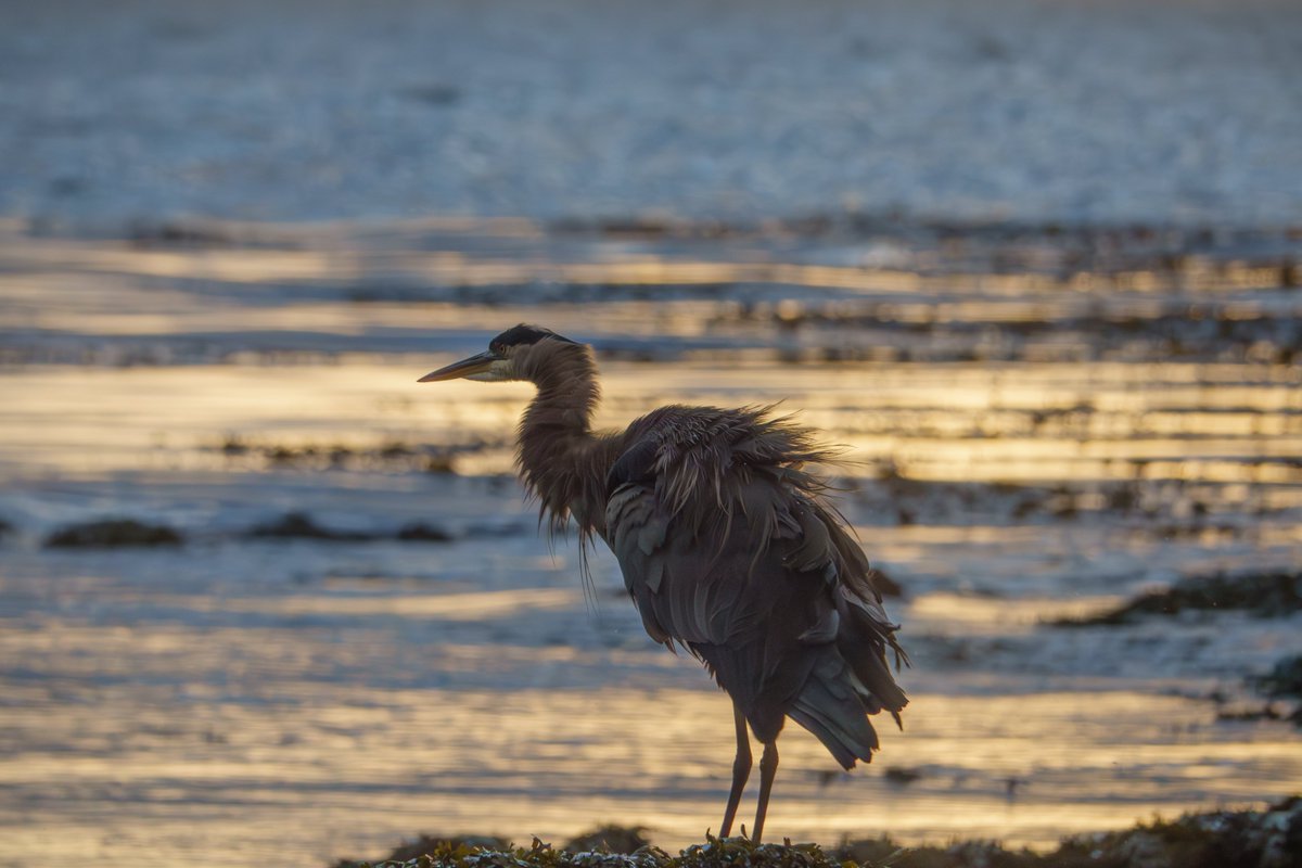 Geoff Johnson tweet media