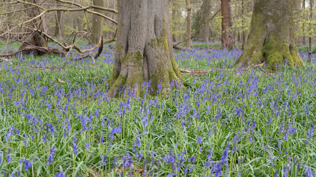 Aston Wood bluebells #AstonRowantNNT #Oxfordshire