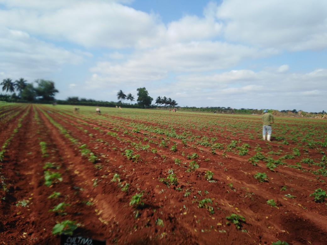 Visitamos la finca de semillas de la Agricultura Urbana en el municipio #GuiraDeMelena #SiSePuede <a href="/YdaelB/">Ydael Pérez Brito</a> <a href="/MMarreroCruz/">Manuel Marrero Cruz</a> <a href="/JorgeLuisTapiaF/">Jorge Luis Tapia Fonseca</a> <a href="/PresidenciaCuba/">Presidencia Cuba 🇨🇺</a> <a href="/AsambleaCuba/">Asamblea Nacional Cuba</a> <a href="/RamnAguilarBet2/">Ramón Aguilar Betancourt</a> <a href="/MINAGCuba/">Ministerio de la Agricultura de Cuba</a>