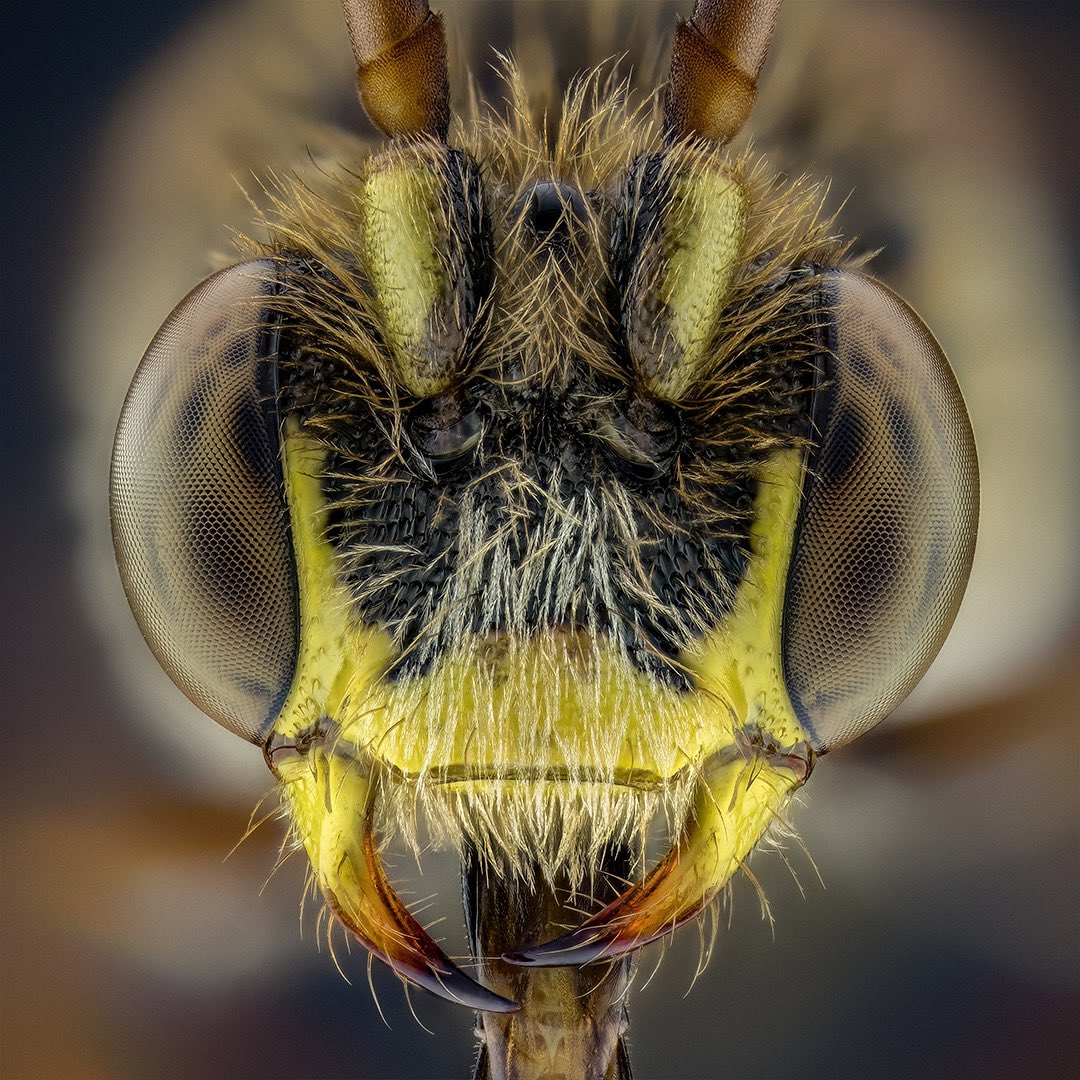 Cuckoo bee, Nomada sp. Only bees have feathery hair, but wasps do not. 🐝 #bee #bees #bienen #hymenoptera #insects #entomolgy #macrophotography
