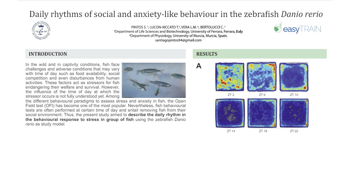 👨‍🔬 ESR Santiago Pintos explores #zebrafish behavior rhythms, vital for their welfare! 🐟🕰️ Understanding how fish react to daily stressors is key. Santiago's study unveils intriguing patterns in social and locomotor activities. Read the poster👉 cutt.ly/Ww6pv85K