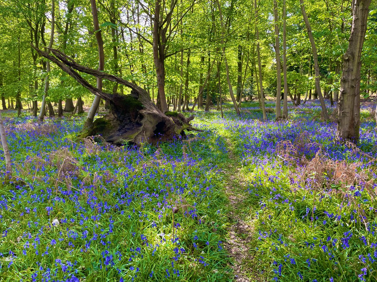 Have you been out to visit the bluebells this season?