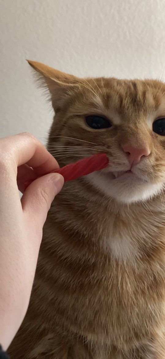 Sai has hatred for red vines #OrangeCats #funnycats #CatsofTwittter