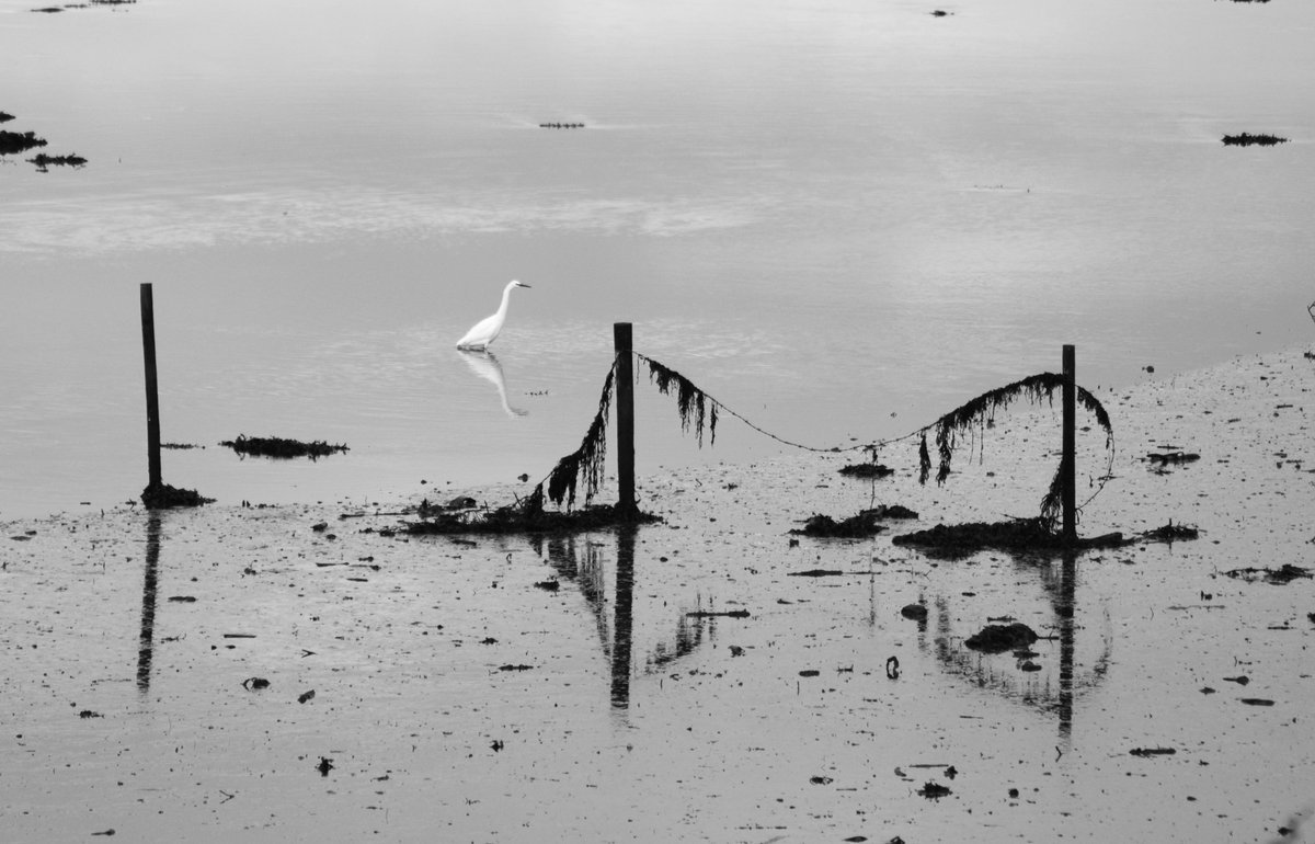 More and more little egrets on Donegal Bay each year - they are a lovely addition to our local wildlife
#Nature #wildlifephotography #Donegal #WildAtlanticWay #DonegalTown