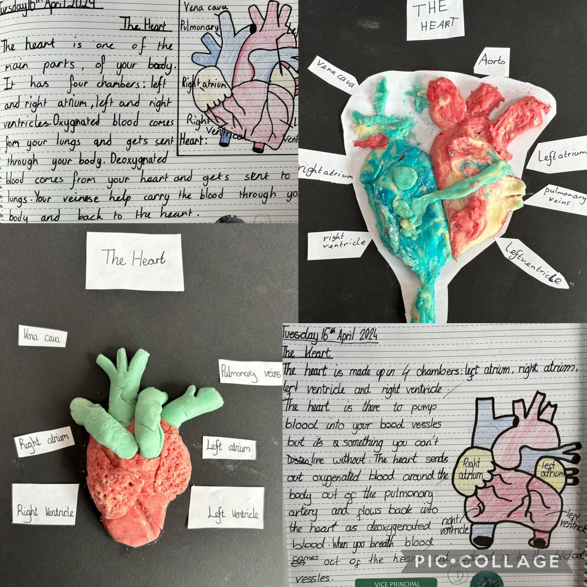 Y6 have been consolidating their understanding of the heart this afternoon - how fab are their play dough models 🫀😁 @ipa_spencer @InkersallK