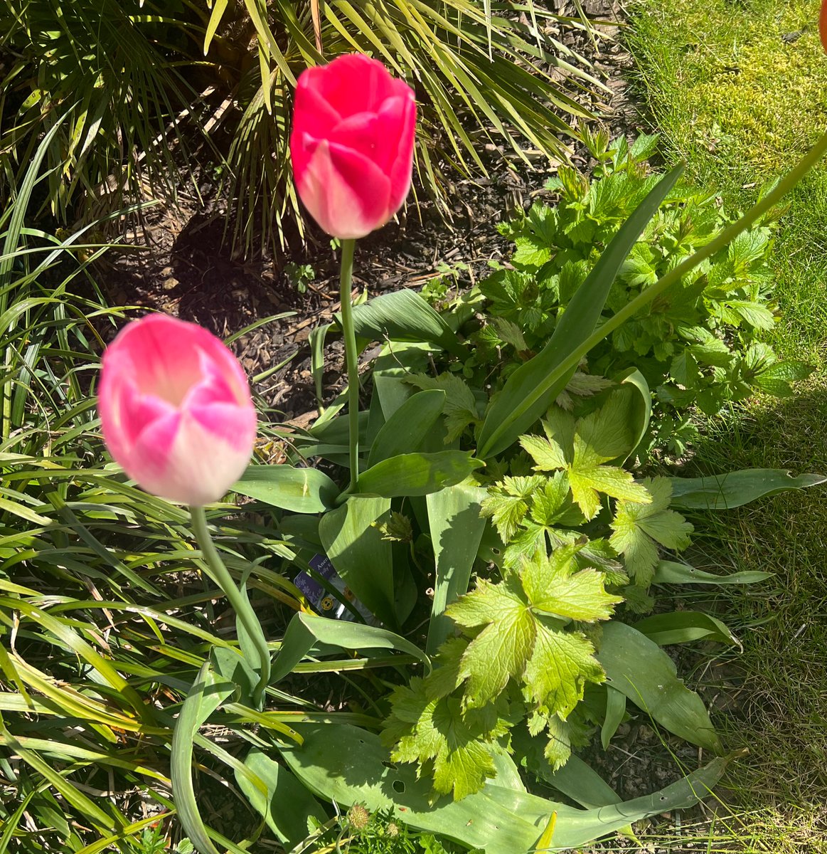 #ToWeedOrNotToWeed Do I pull these out or not…I’m not sure if they are plants or weeds.