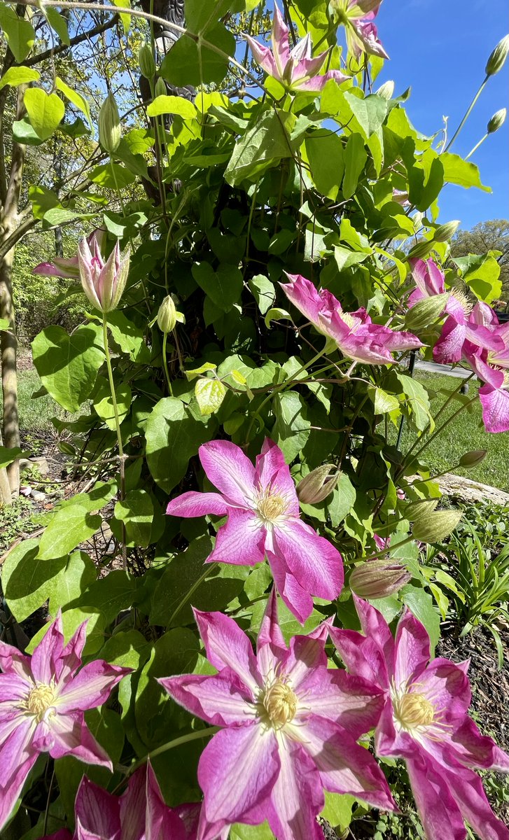 cassityconsult's tweet image. Spring into action this National Volunteer Week! 🌷 Let&apos;s cultivate a plan for volunteer engagement that blossoms with growth. #VolunteerWeek #SpringIntoService #cassityconsulting #nonprofit 
cassityconsulting.com/blog/f/volunte…