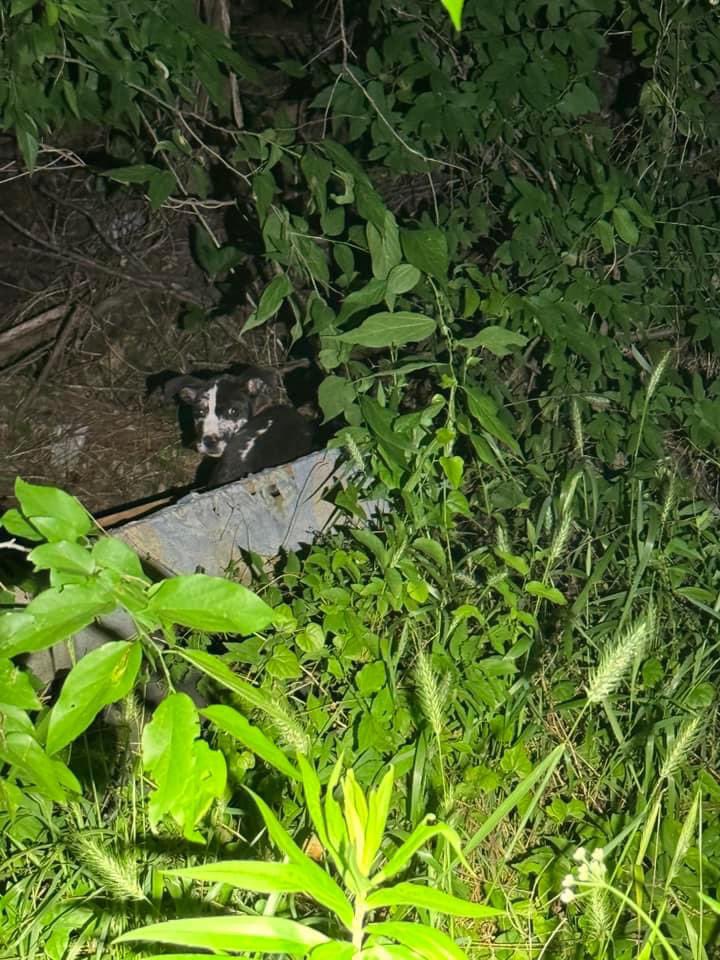 HPOUTX's tweet photo. Last night, while searching for a robbery suspect, K9 Ronin located this abandoned puppy. After finding, tasting, and arresting the robbery suspect, K9 Ronin took his officer back to rescue the puppy. This was very lucky for the puppy, as some scumbag had tied him to an old box spring and left him to die in the woods. 

K9 Ronin had his officer take the puppy home, clean him up, and the puppy is in great spirits. If you are seriously interested in adopting this puppy and giving him his forever home, comment on this post. K9 Ronin's officer will reach out to you.