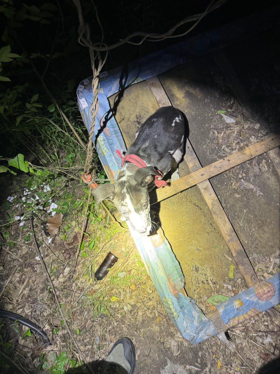 HPOUTX's tweet photo. Last night, while searching for a robbery suspect, K9 Ronin located this abandoned puppy. After finding, tasting, and arresting the robbery suspect, K9 Ronin took his officer back to rescue the puppy. This was very lucky for the puppy, as some scumbag had tied him to an old box spring and left him to die in the woods. 

K9 Ronin had his officer take the puppy home, clean him up, and the puppy is in great spirits. If you are seriously interested in adopting this puppy and giving him his forever home, comment on this post. K9 Ronin's officer will reach out to you.
