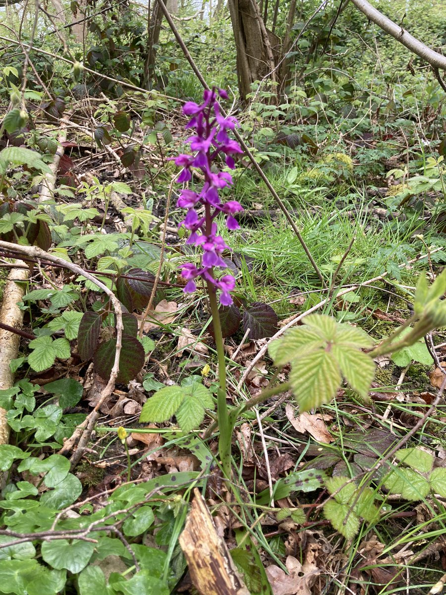 A short distance over the border into Cambridgeshire for a walk in an ancient English wood #StGeorgesDay and to see the Early Purple Orchids which are splendid this year