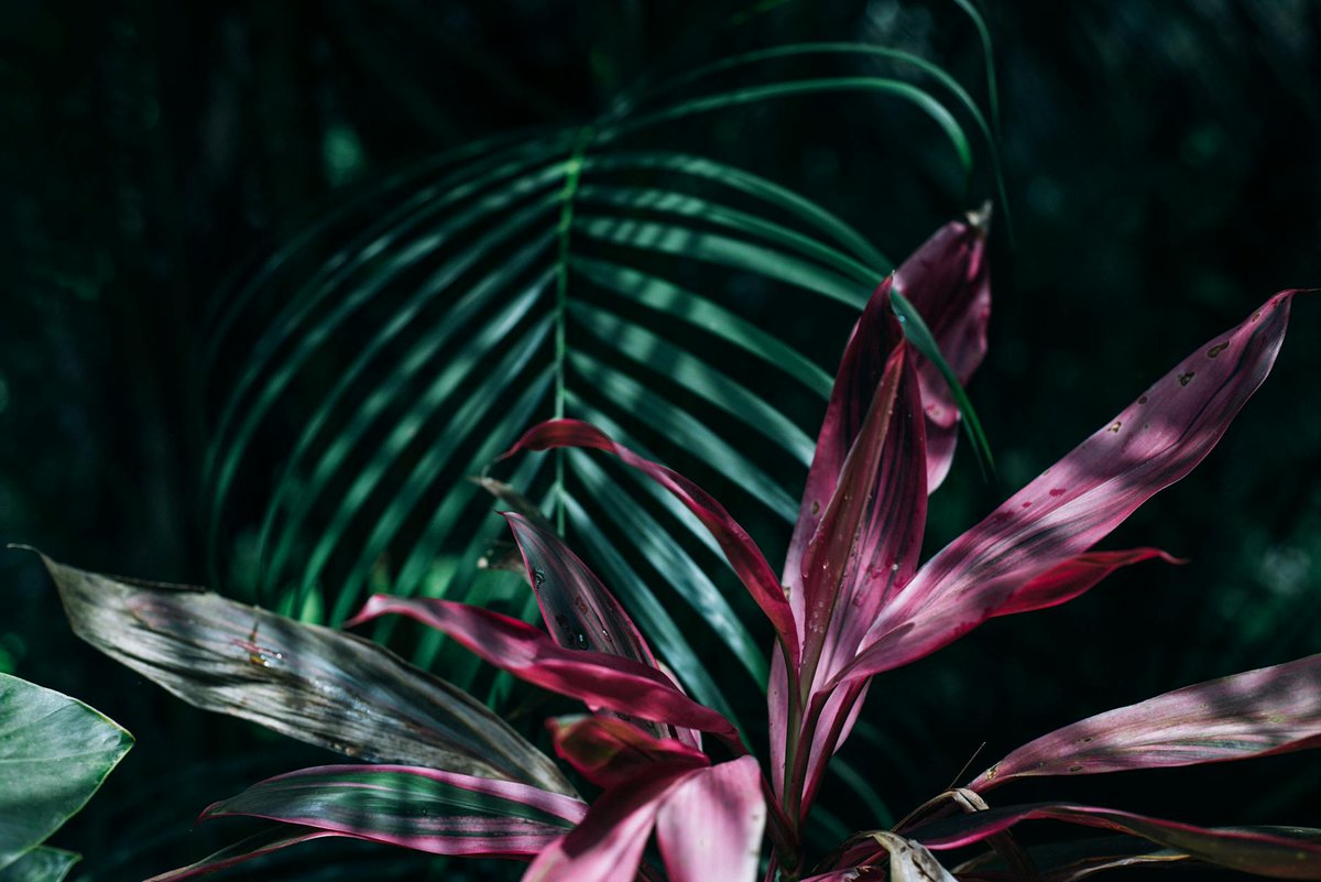 CozyProNest's tweet photo. Escape to Paradise: Modern Tropical Style for Your Home https://t.co/8tTA2fTpO3 https://t.co/UunZLdgmvY