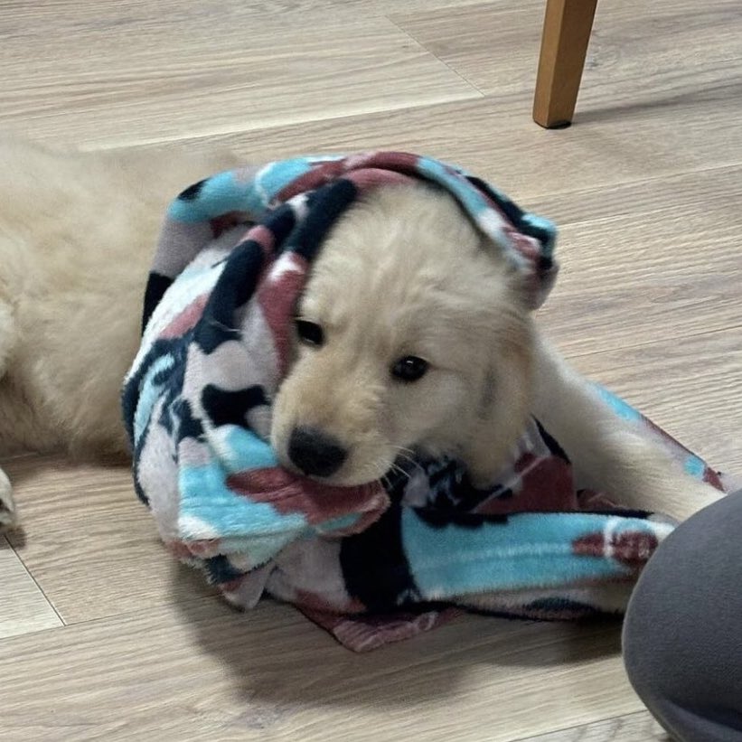 takemybear 🐶 tweet media