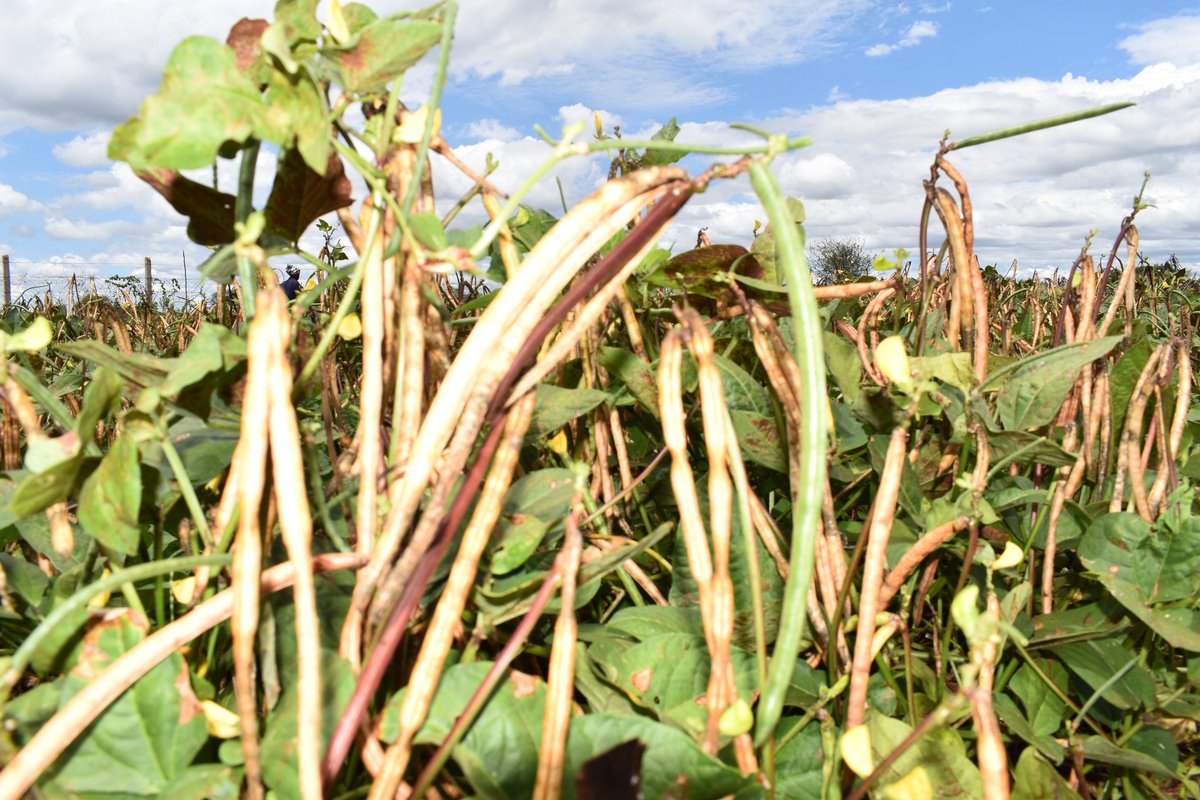 kalromkulima's tweet photo. KALRO has introduced five new cowpea varieties that are high-yielding, preferred by the market, and tolerant to parasitic weed Alectra vogelii. These new varieties will be available as certified seeds across KALRO mkulima shops and other registered seed companies. https://t.co/KSOaKjqcpd