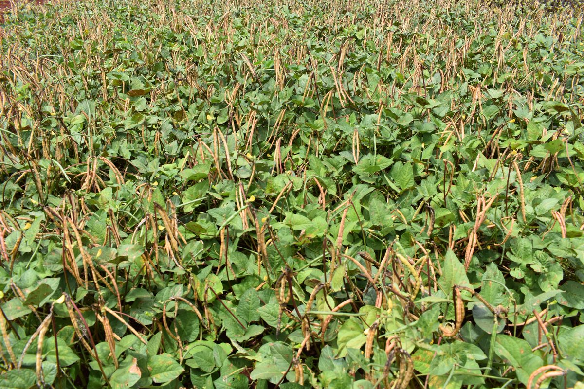 KALRO has introduced five new cowpea varieties that are high-yielding, preferred by the market, and tolerant to parasitic weed Alectra vogelii. These new varieties will be available as certified seeds across KALRO mkulima shops and other registered seed companies.