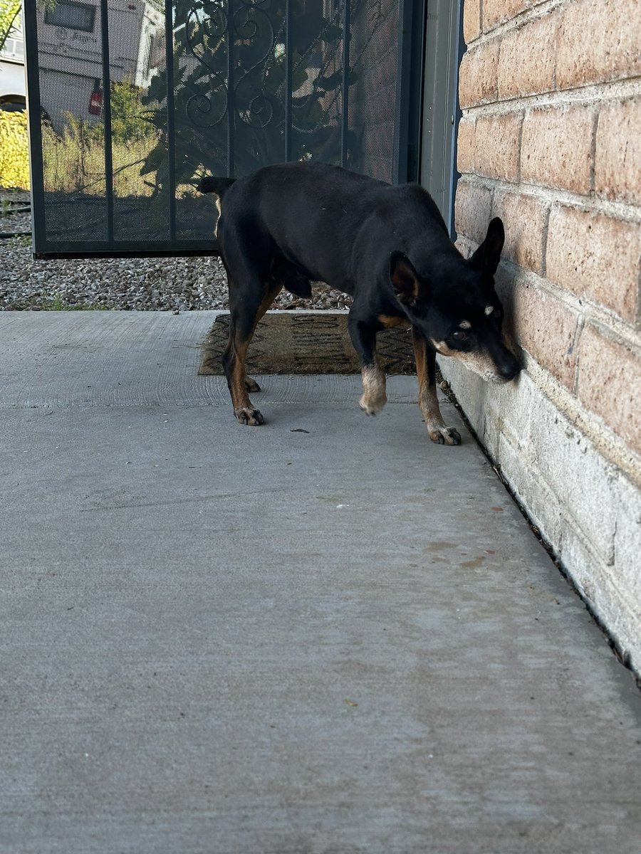 ClintQ30's tweet photo. Found this dog NW side Magee/ Shannon area 
Very nice no tags @whatsuptucson https://t.co/50vzEXXgb1