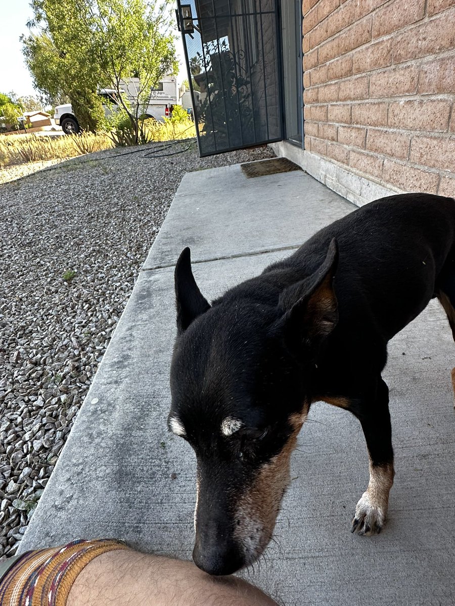ClintQ30's tweet photo. Found this dog NW side Magee/ Shannon area 
Very nice no tags @whatsuptucson https://t.co/50vzEXXgb1