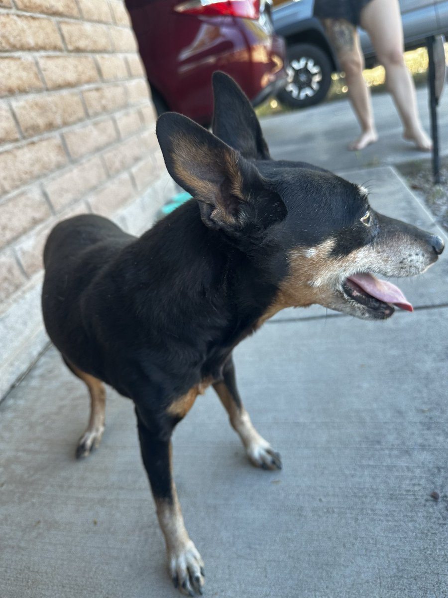 ClintQ30's tweet photo. Found this dog NW side Magee/ Shannon area 
Very nice no tags @whatsuptucson https://t.co/50vzEXXgb1