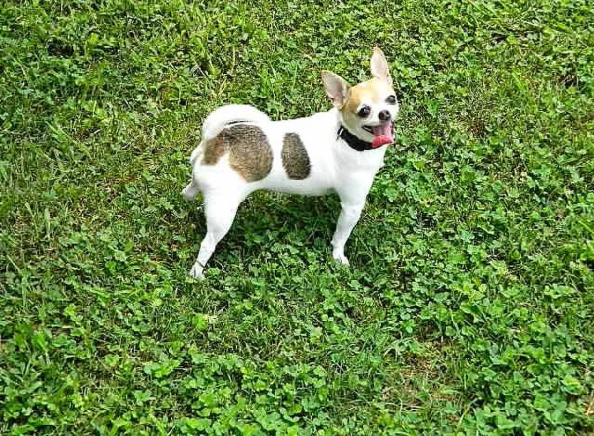 Elf Lab 🇺🇦🏳️🌈🏳️⚧️⚧️👊🏾👊🏽🌈🟧💊🍉💉 tweet media