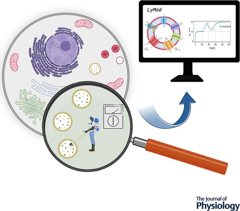 JPhysiol's tweet photo. To finish our "GRC Channeling Calcium Signals to Therapeutics" #SymposiumSet, Castillo-Velasquez, @PatricioOrio (@UAustraldeChile, @CINValparaiso) et al. present organellar membrane potential recordings with lysosomal membrane conductance components!
📜https://t.co/NBMjOs64Na https://t.co/jb8YKVB508