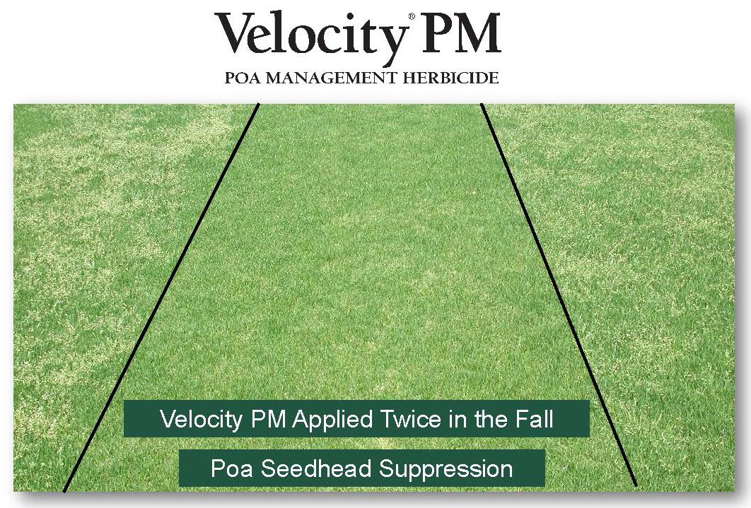 An oldie but a goodie is back! Velocity PM is a fantastic tool for Poa  suppression. Velocity PM reduces Poa annua seedhead production while also  suppressing the development and severity of dollar