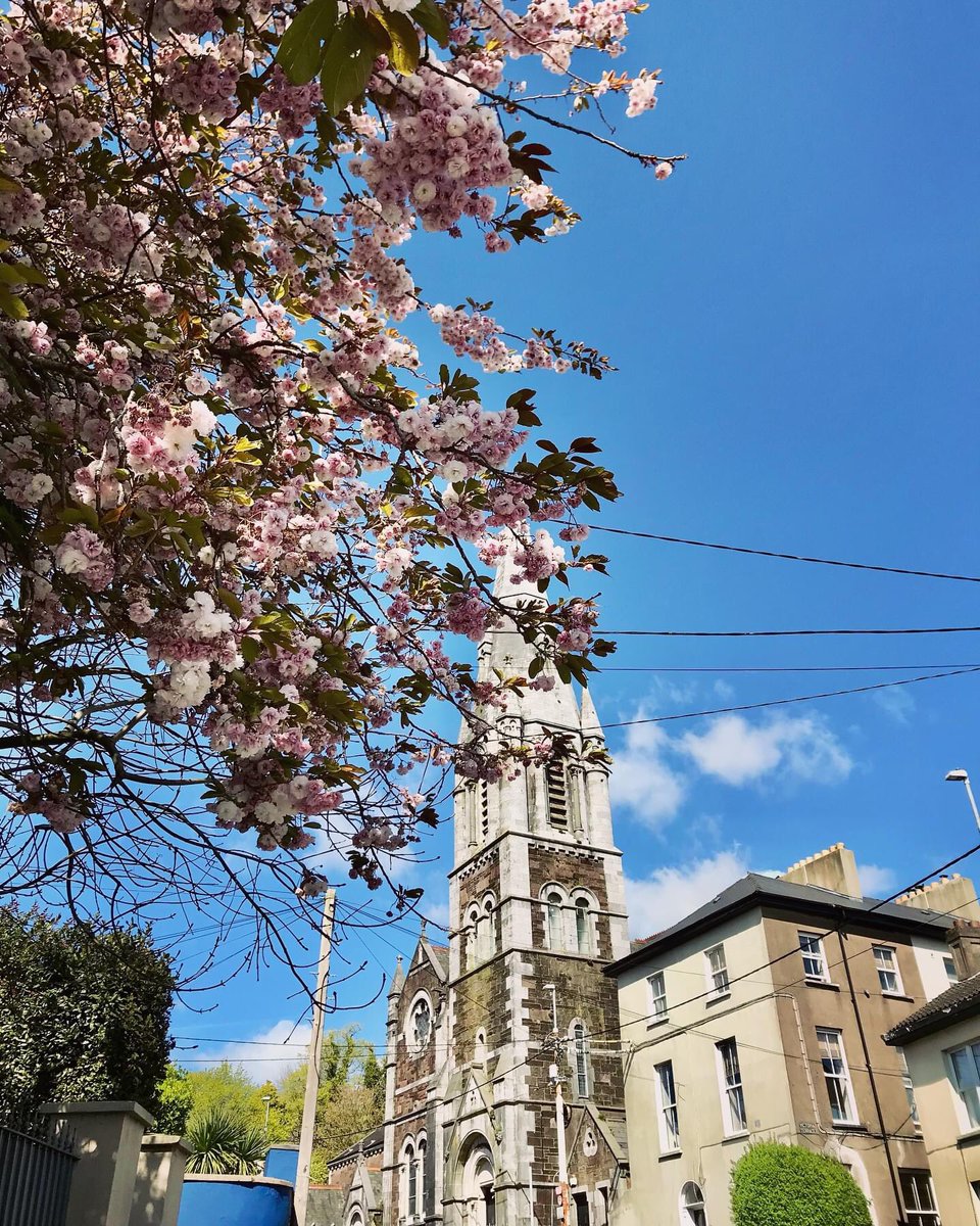 St Luke’s church looking pretty in the sun 🌞 🌸⛪️ #sunshine #sun #bluesky #sky #april #spire #church #stlukes #cherryblossom #cherryblossoms #tree #flowers #pink #corkcity #ireland #iphoneography #filter @corkbeo @pure_cork @yaycork @LovingCork @CorkDaily @CravingCork