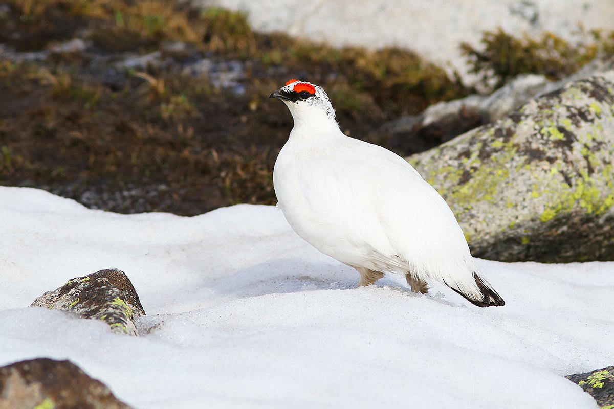 reading about rock ptarmigans