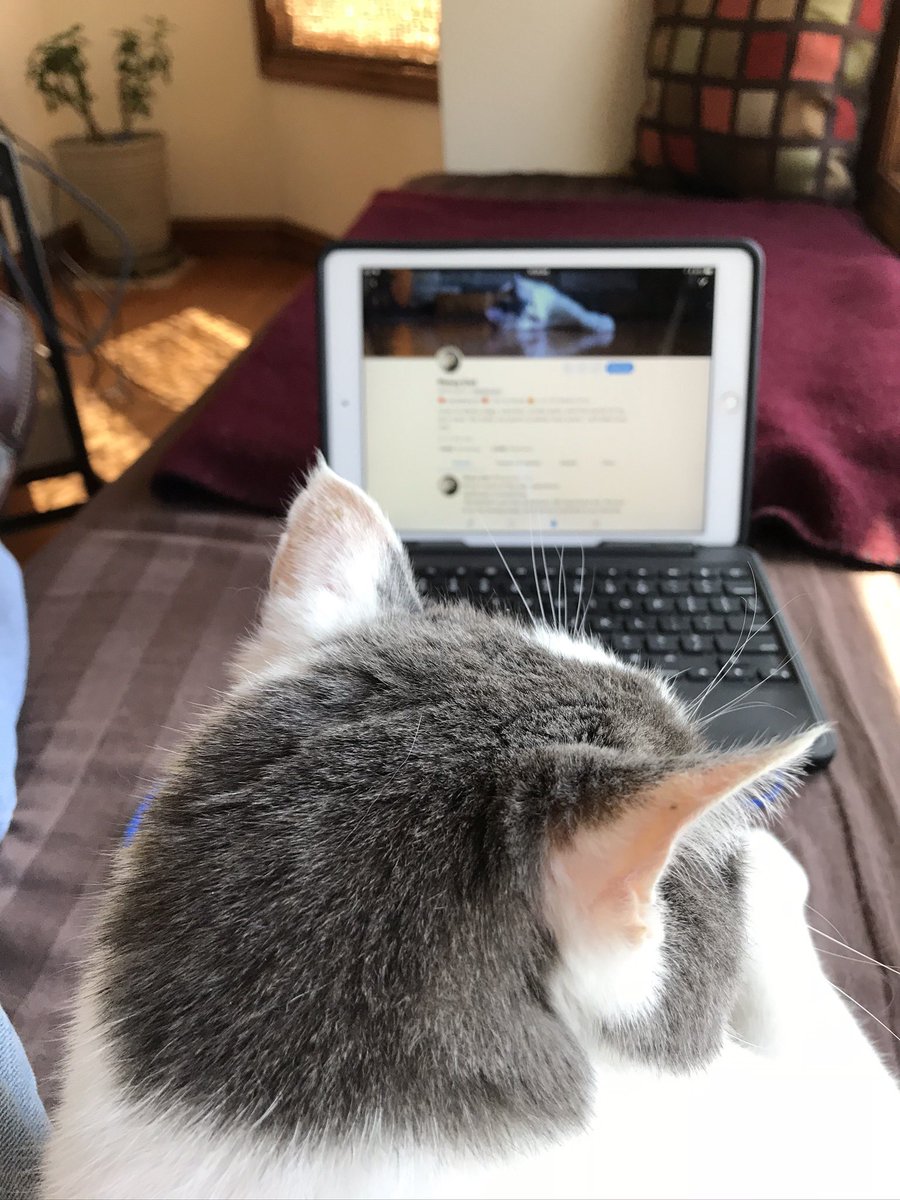 ❤️Tuesdy’a Throwback Midwest report: Looking through some old pics, I see Me looking at twitter…and my favorite girl PINCY on the screen! ❤️ That makes this a beautiful day!! @PincyCat @JoyOfCats @cat01cat01cat01 @LordGraydon @chigal111 @SkittlesFriends @Aishatonu