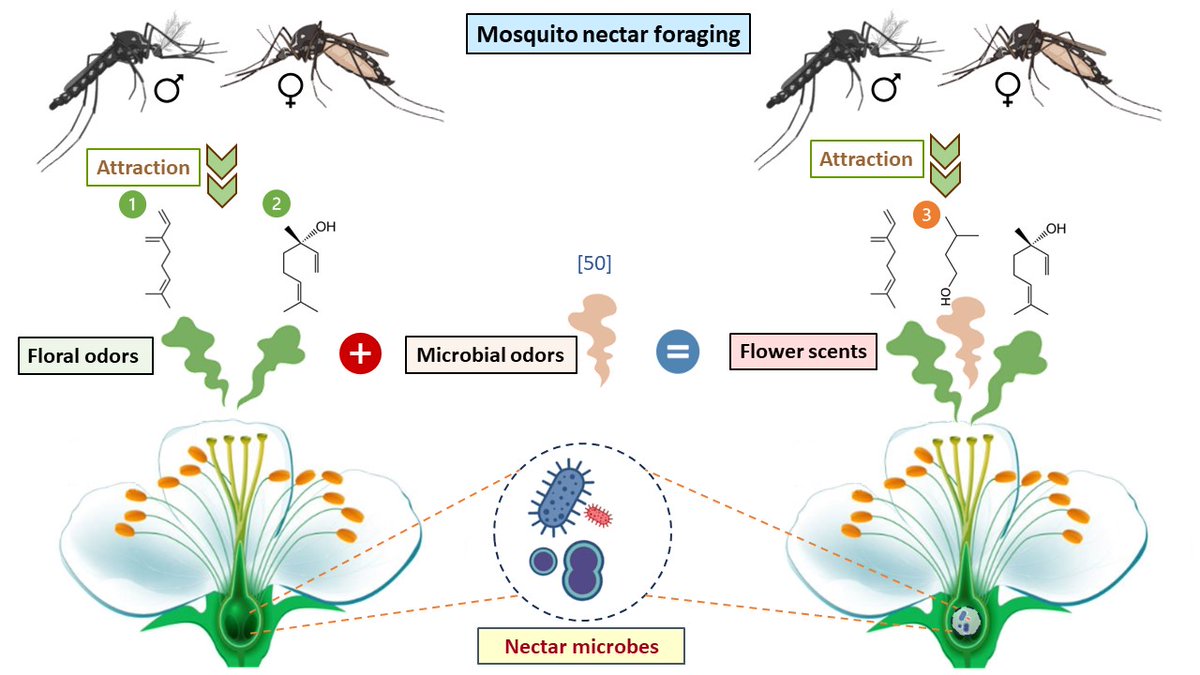 Islam S. Sobhy tweet media