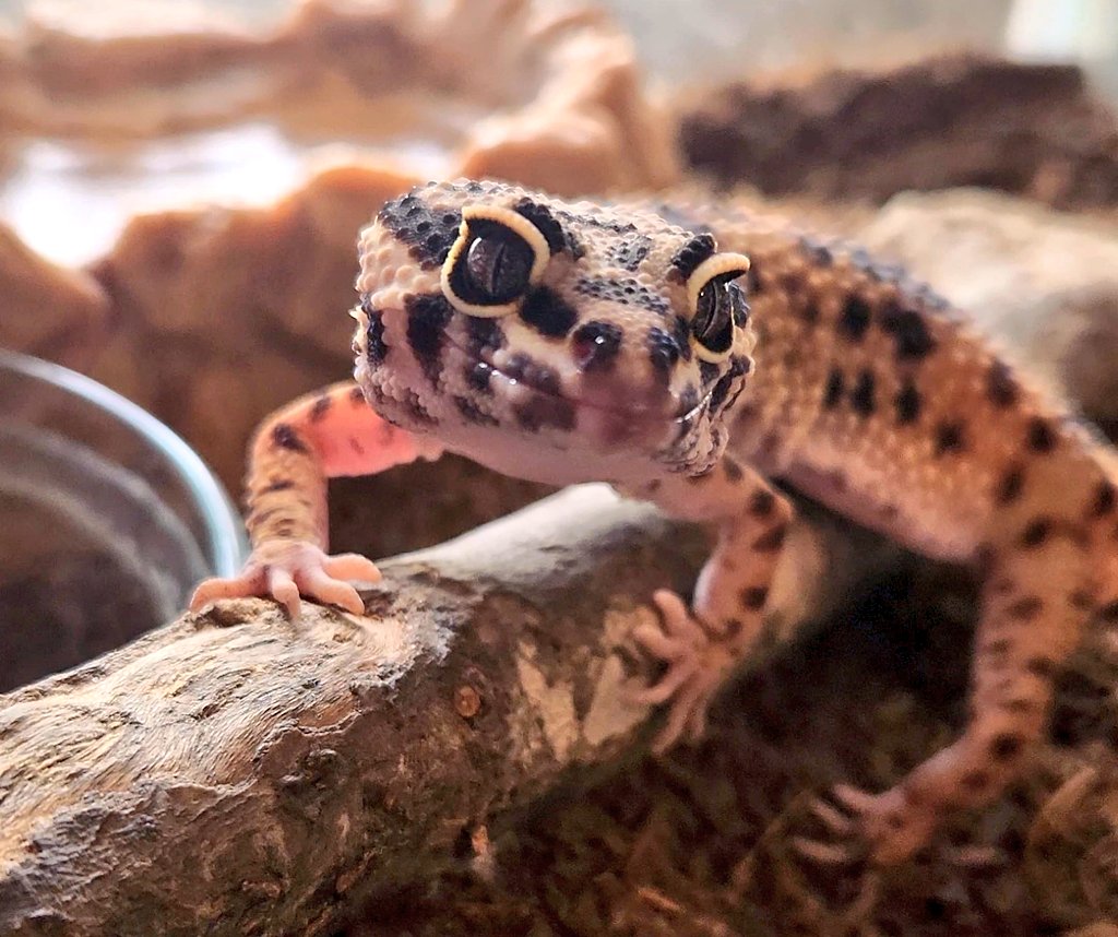 HalltasticYT's tweet photo. Nix #leopardgeckos https://t.co/EcWqEgCVf6