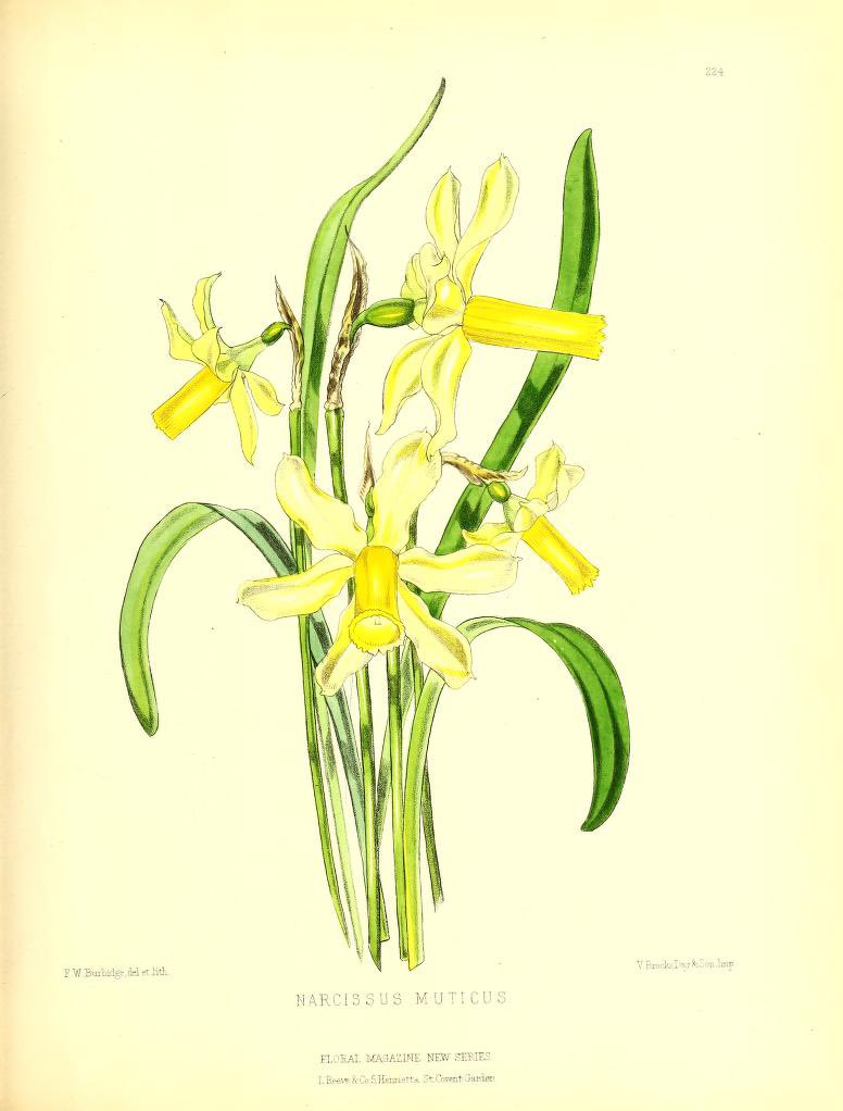 Narcissus abscissus, a late flowering trumpet #daffodil species from the Pyrenees. Here flowering in my lawn and an illustration from Burbidge (1876) The Floral Magazine new series vol.5 #daffodils #garden