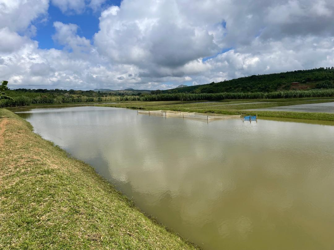 Excited to visit #UKAID supported @ViphyaChambo today. The agribusiness has increased their fish production from 4.5 metric tons to 16.5 metric tons/year, and has improved incomes for 1,643 farmers. The 🇬🇧 remains committed to supporting the private sector through @CasaProgramme