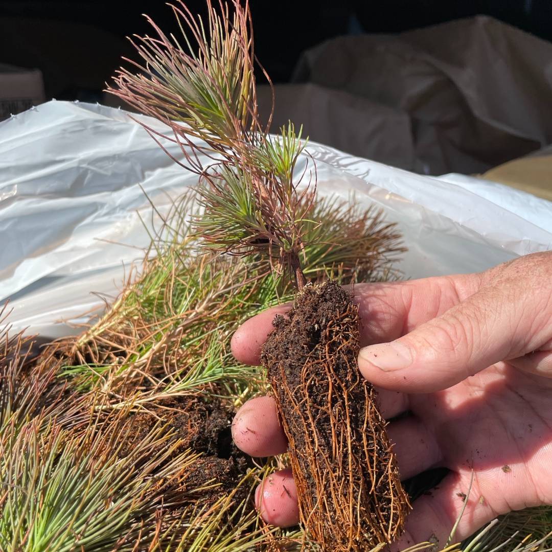 #EarthDay🌎 may be behind us, but #SimcoeCounty is #buildingup our environment for a greener future!! As part of our mission to plant 23,100🌲in 2024 thanks to @Forests_Ontario's support, on April 22 our Forestry team joined Martin Tree Service, planting 1,300 trees & shrubs!