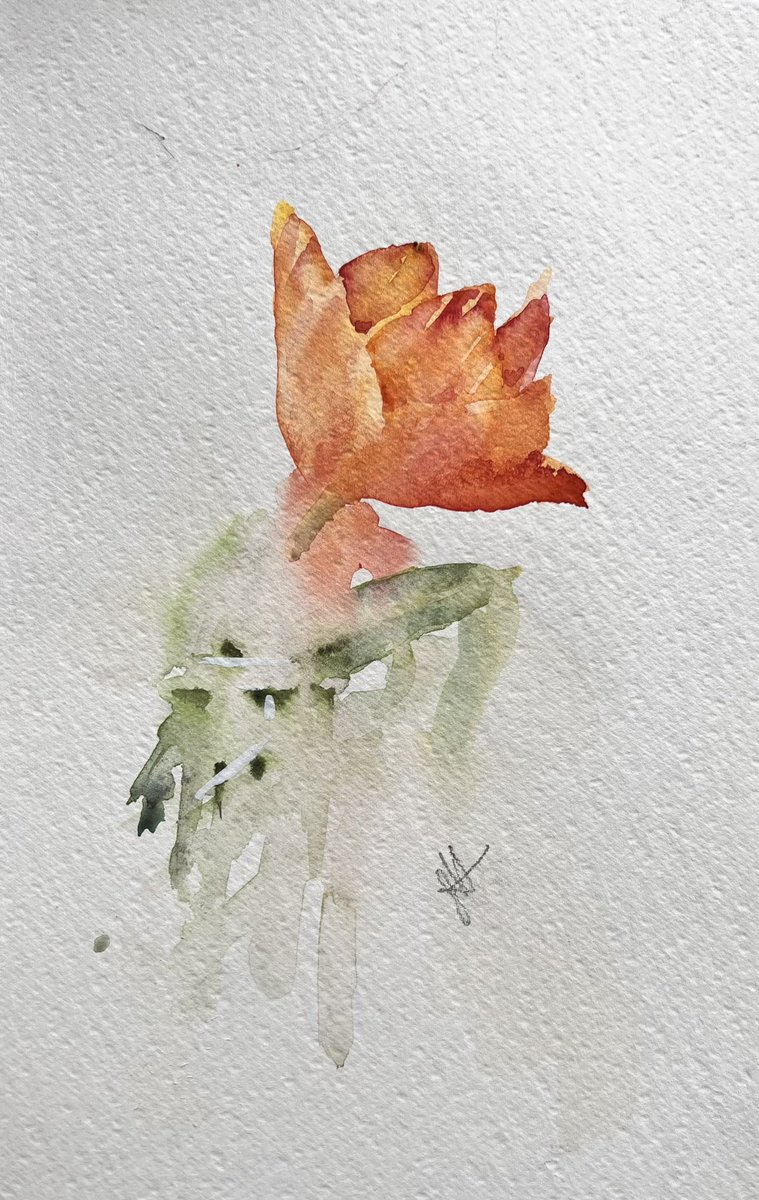 Another tulip in watercolour. I’m becoming addicted to painting them! #tulips