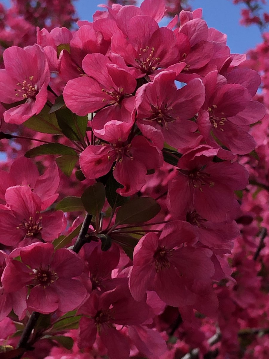 Spring. Sun is out. Tomorrow the rainy part resumes.