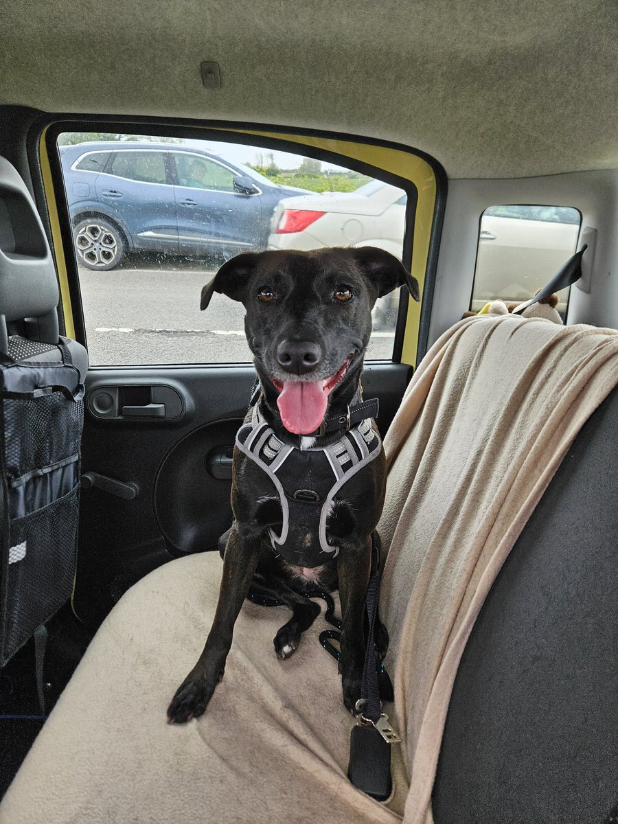 Little lady was happy for her walk this afternoon, wasn't going to take her with the weather being so sporadic. Glad I did. #thatsmile