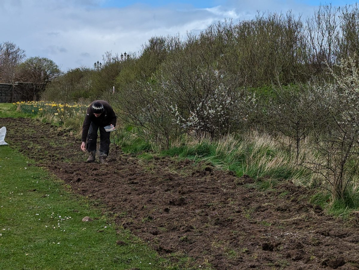 Completing the work over a two day period & enjoying the delights of all the seasons during that time!

🌱Around 2400 square metres were seeded alongside the path, using combinations of @ScotiaSeeds Mavis Bank seed & coastal meadow mixes

🧵/2 #BuglifeScotland #AberdeenBLines