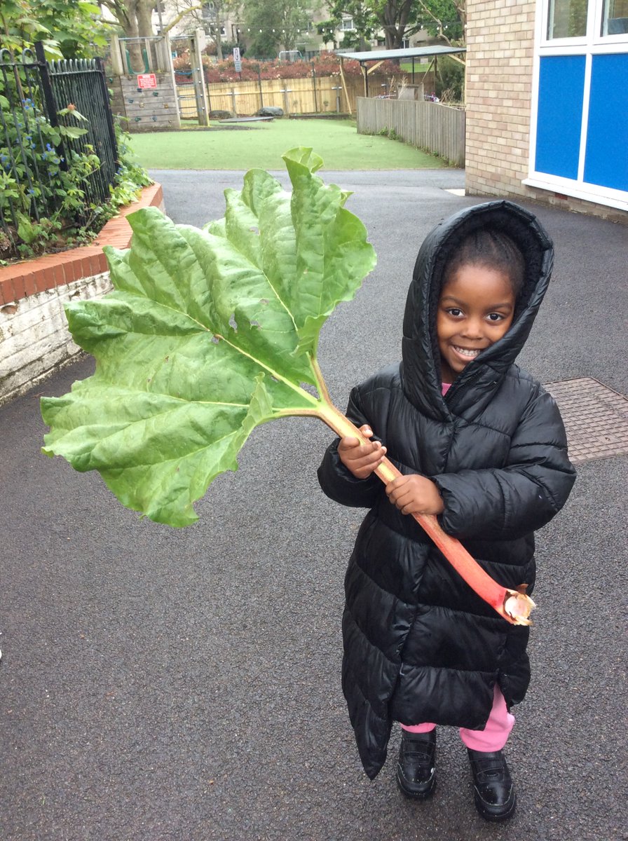 Today the Nursery Children harvested the rhubarb from our garden. They measured and compared the length before tasting it and making delicious rhubarb crumble! Yum!