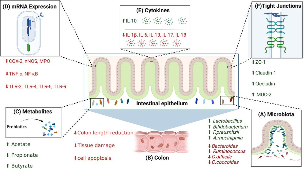 🔍Could prebiotics hold the key to better IBD treatment? Our paper reviews preclinical & clinical evidence, revealing how prebiotic selection impacts treatment outcomes in inflammatory bowel disease 🔍 Please discover more via egastroenterology.bmj.com/content/2/2/e1… #IBD #Prebiotics #GutHealth