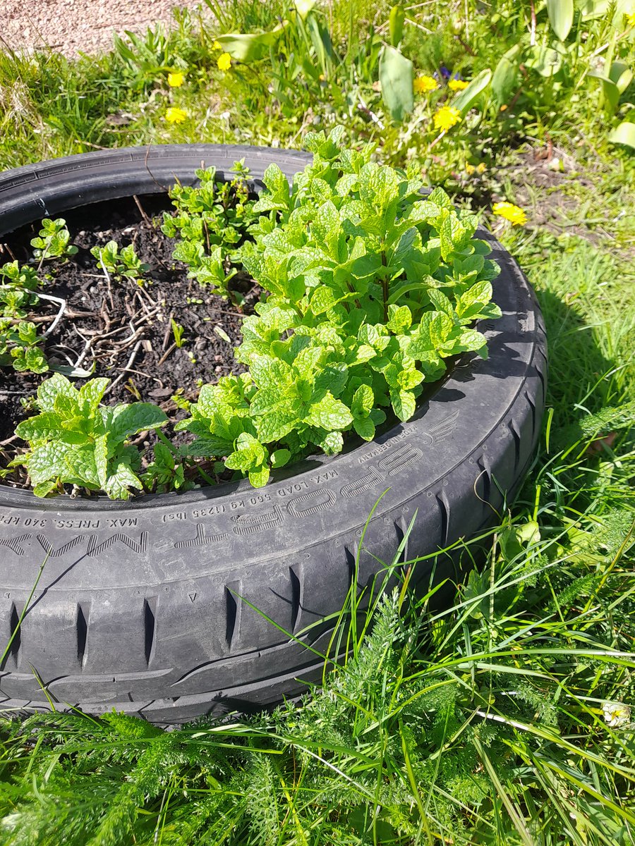 farm_leader's tweet photo. We loved the sunshine on School Farm today and after all the rain it was great to see our mint and coriander plots flourishing. #spring @CanalViewPSEdin https://t.co/ucIOTXhTcY
