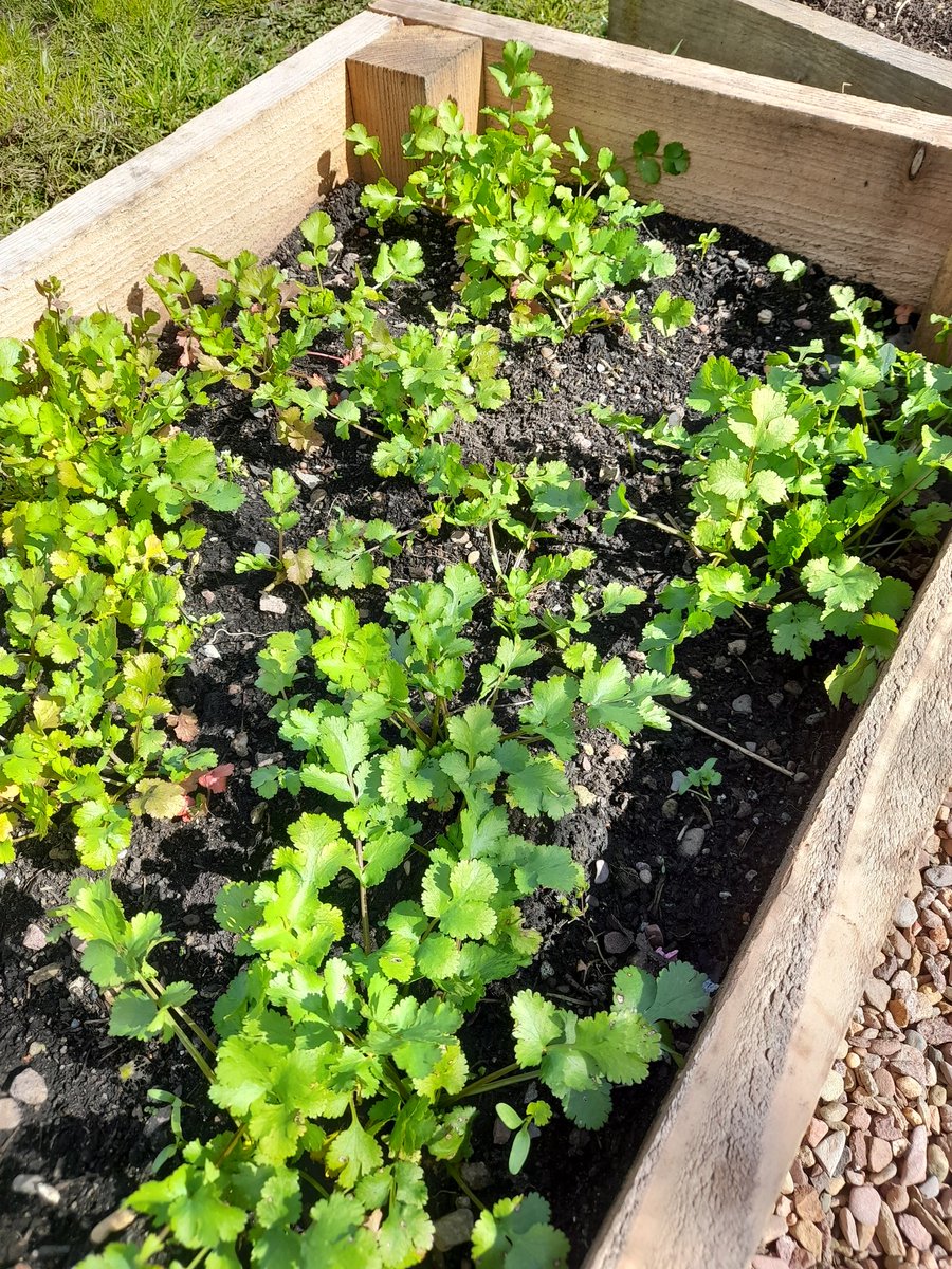 farm_leader's tweet photo. We loved the sunshine on School Farm today and after all the rain it was great to see our mint and coriander plots flourishing. #spring @CanalViewPSEdin https://t.co/ucIOTXhTcY
